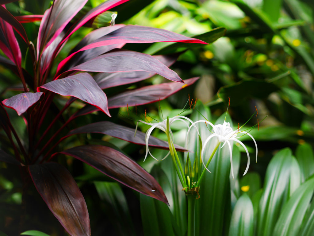 Botanic Gardens Singapur