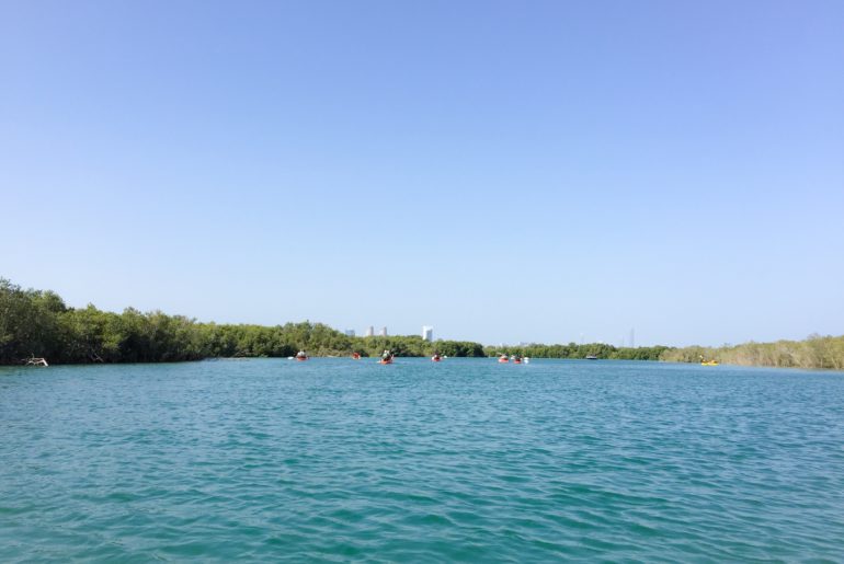 Haz kayak en los Manglares de Abu Dhabi
