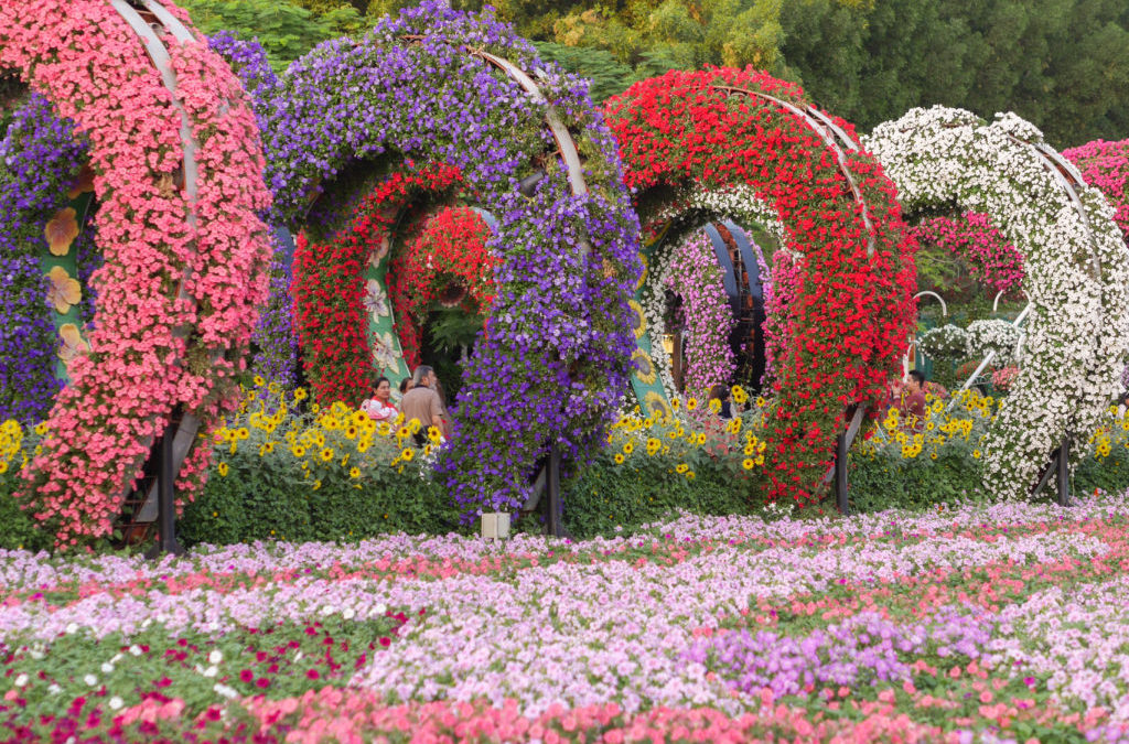 Dubai Miracle Garden, un jardín de flores en medio del desierto