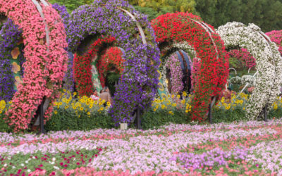 Dubai Miracle Garden, un jardín de flores en medio del desierto