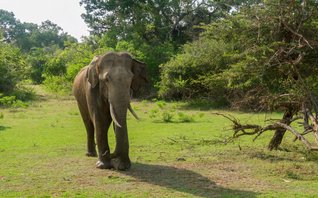 ¿Qué hacer en Sri Lanka?